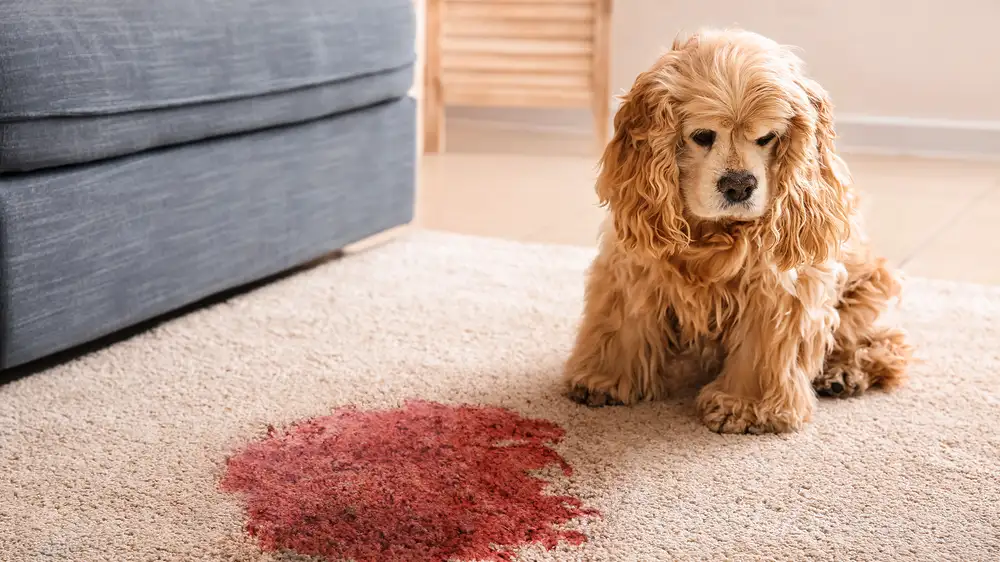Faithful Dog Refuses To Move From Spot Where He Killed Beloved Owner