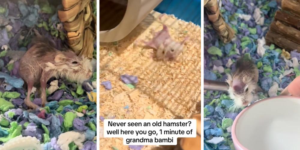 “Literally crying”: Ancient hamster named “Grandma Bambi” goes viral on TikTok and promptly dies