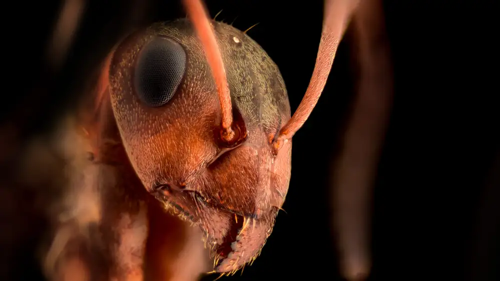 Shell-Shocked Soldier Ant Has Thousand-Inch Stare