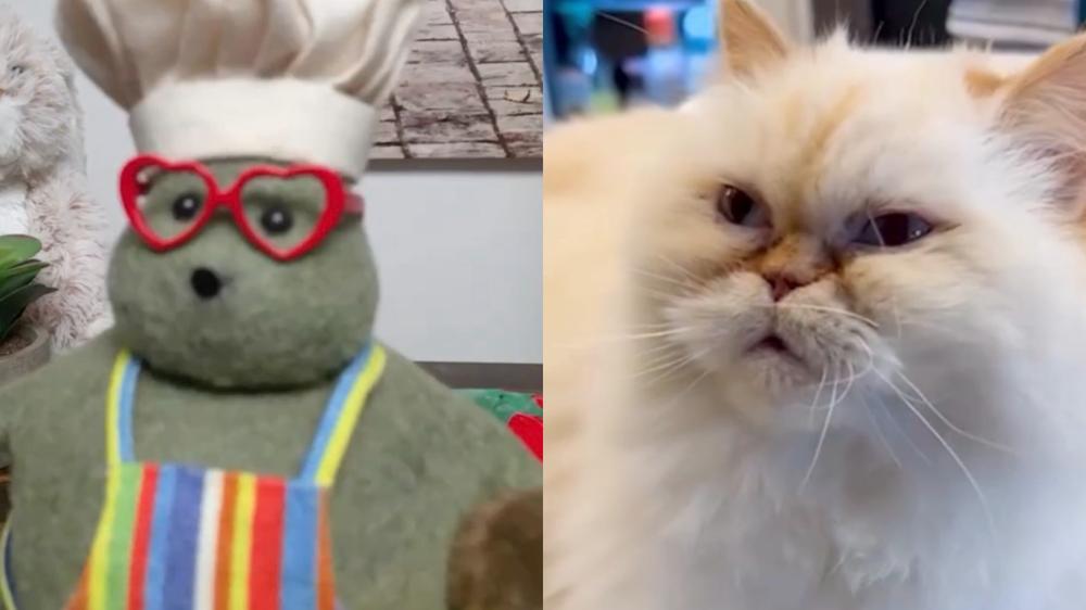 Tiny Chef’s pet cat Miss Penny has died