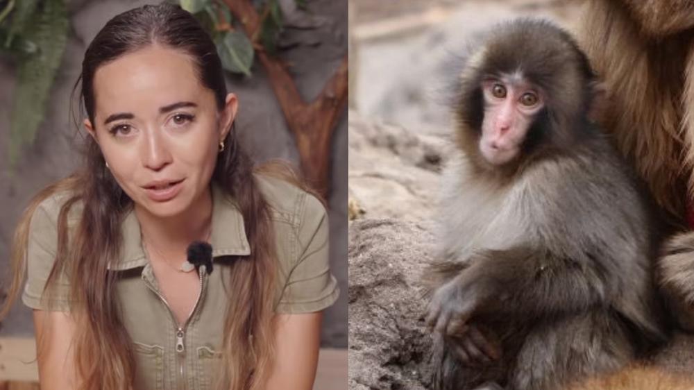 Streamer Maya explains why other monkeys are being “aggressive” to viral baby monkey Punch