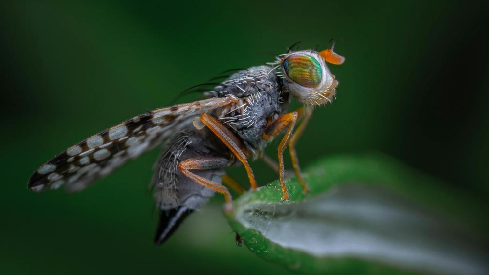 Scientists discover how to gene edit animals & fast forward evolution by millions of years