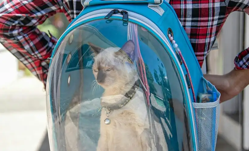 Cat Looking Out Backpack Window Like Astronaut Marveling at Great Unknown