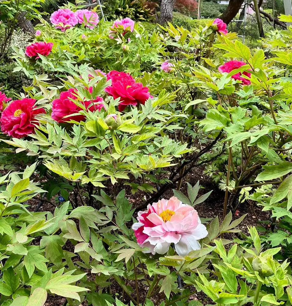 ぼたん Tree Peony