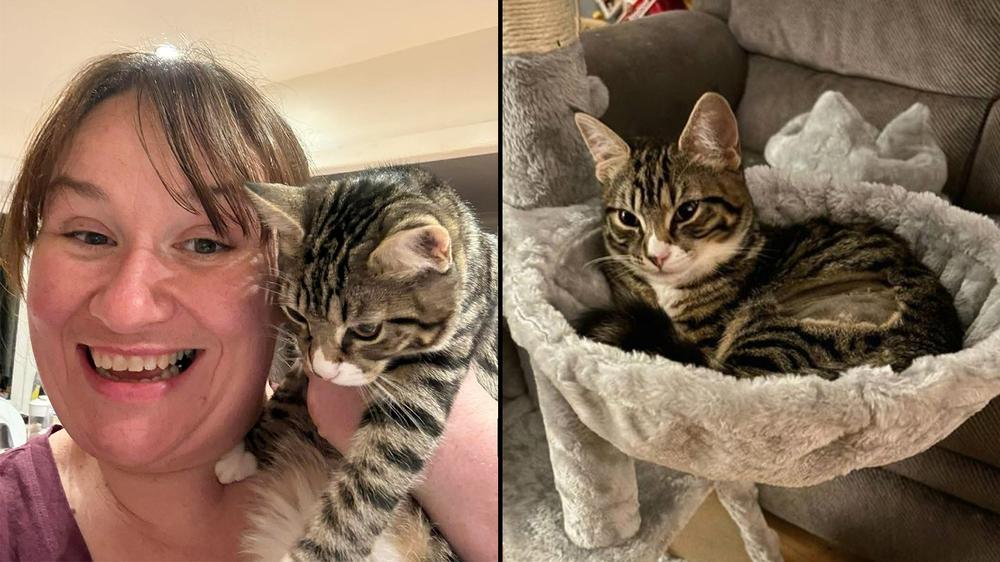 Ticket examiner who found abandoned kitten on train now gives her loving home