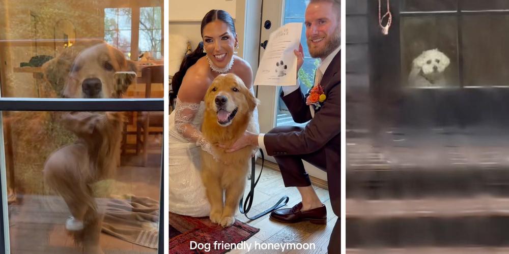 Missed connection: A Golden Retriever falls for the dog next door on his parents’ honeymoon