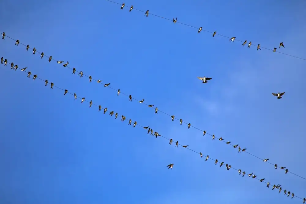Beyond Bluesky: These are the apps building social experiences on the AT Protocol