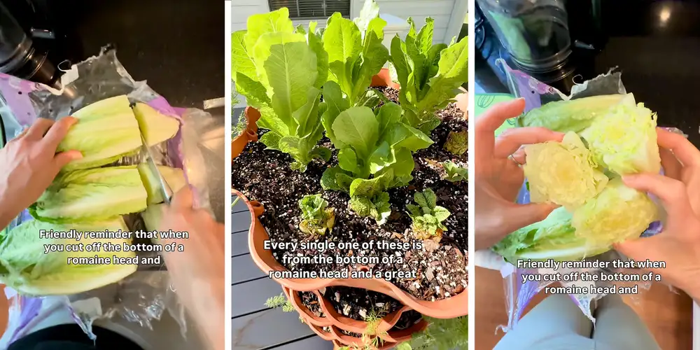 “A great way to reduce, reuse, and recycle”: Woman shows how to regrow lettuce. It will save you time and money at the grocery store
