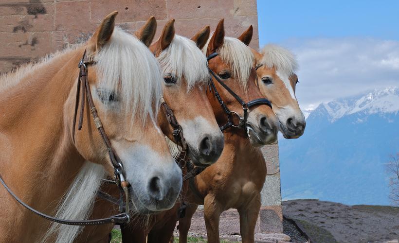 Hold Your Horses? These Horses Are Touch Starved