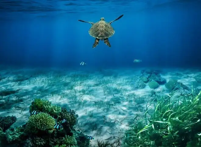 Sudovest del Pacifico travolto dalle ondate di calore marine nel 2024