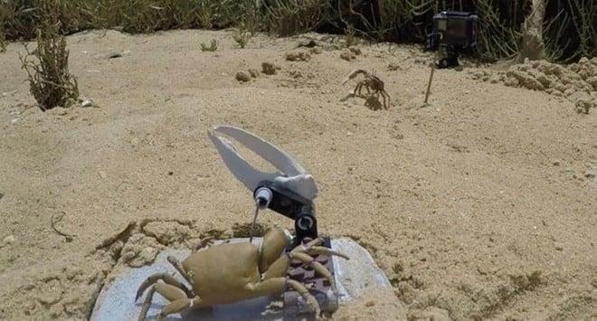 La bizzarra storia di Wavy Dave, il granchio robot distrutto per amore