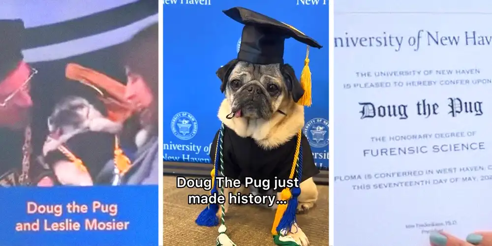 “Anything is possible”: Doug the Pug receives his honorary degree in Furensic Science