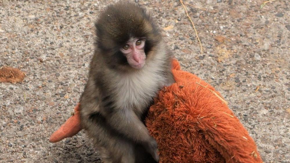 Ichikawa Zoo responds after viral baby Punch sparks concerns over monkey conditions