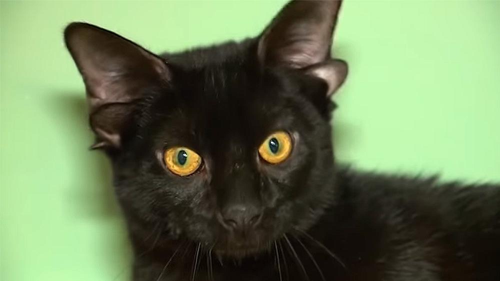Cat named ‘Dobby’ with four ears and an underbite goes viral as adopters line up