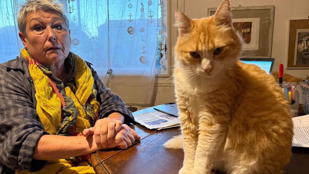 Woman fined $1.4K after “criminal” cat terrorizes neighbor and vandalizes property