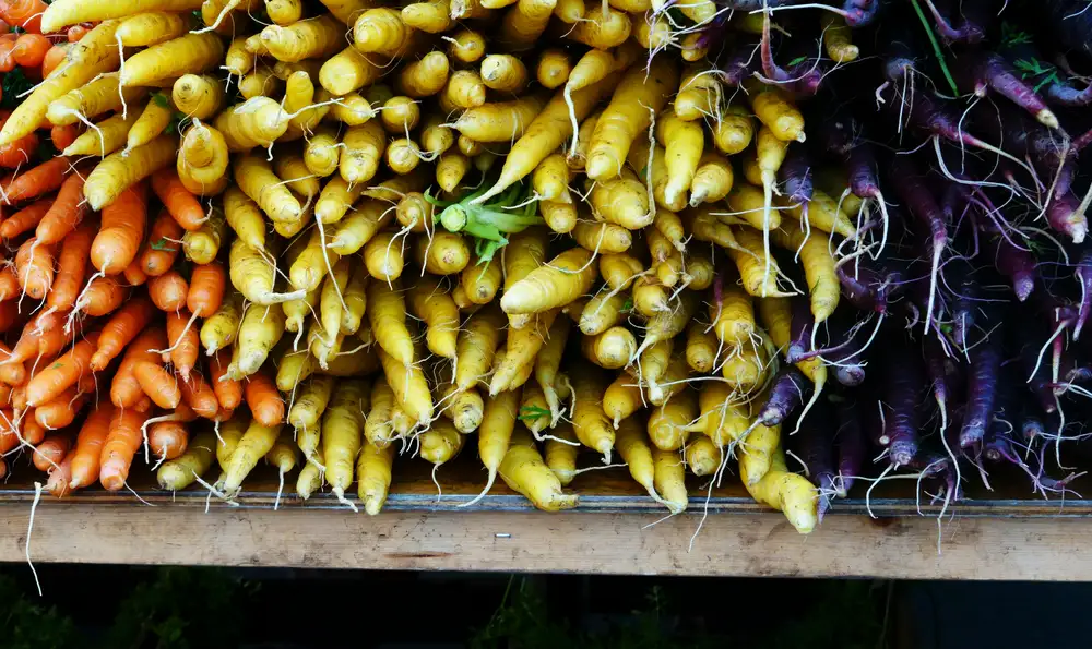 Farmers win legal fight to bring climate resources back to federal websites