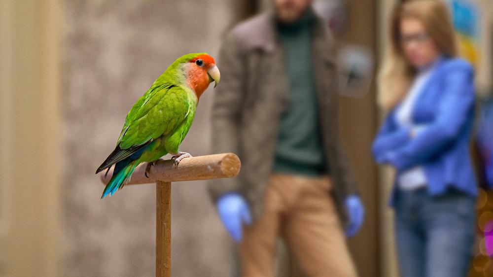 Study Finds 93% Of Murders Solved By Consulting Victim’s Pet Parrot