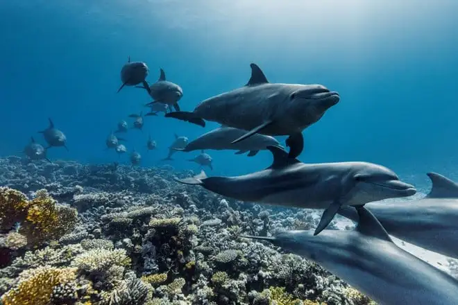 Attenborough racconta gli oceani: il nuovo docu su Disney+ l’8 giugno | Trailer