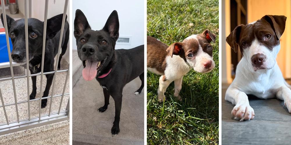 “Scared street dog learned to be loved”: 14 heartwarming pet adoption stories and photos from the r/BeforeNAfterAdoption subreddit
