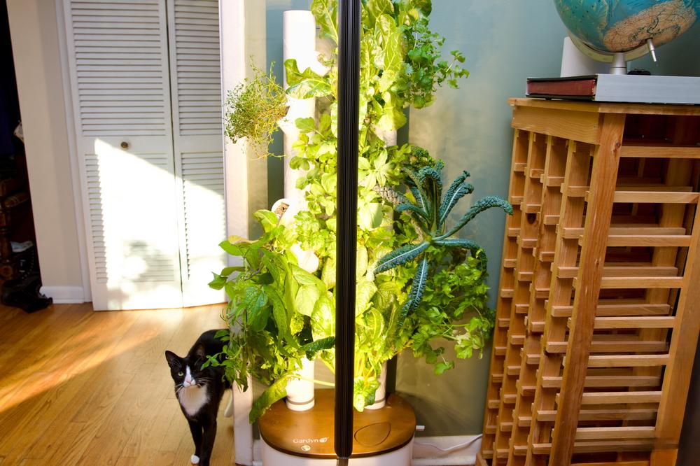 This smart garden turned my black thumb green