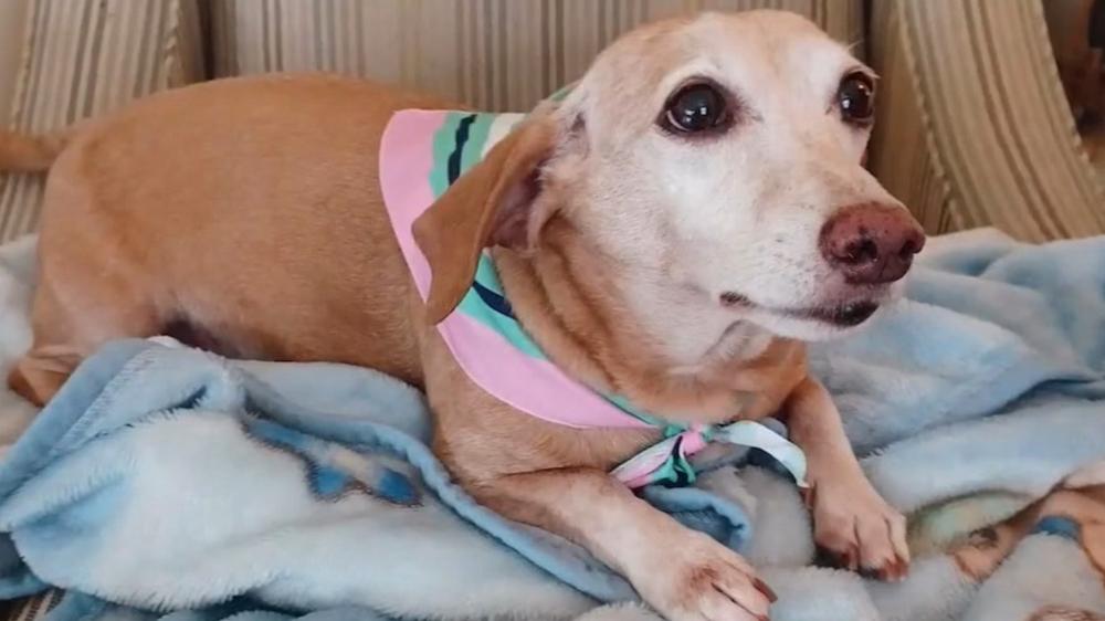 Blind man in Chicago walks miles every day looking for his stolen service dog