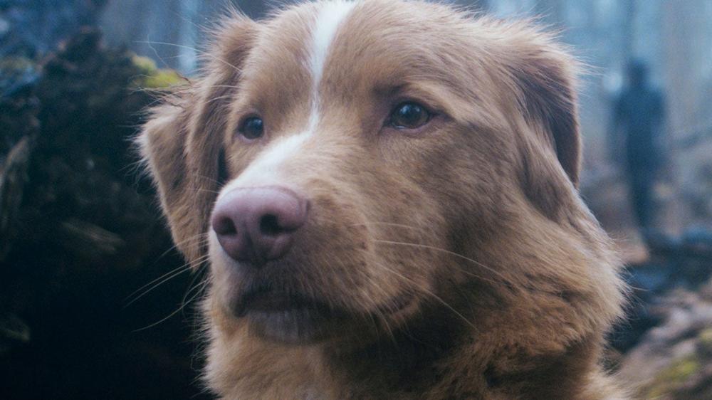 Does the Dog Survive in Good Boy? We Have the Answer