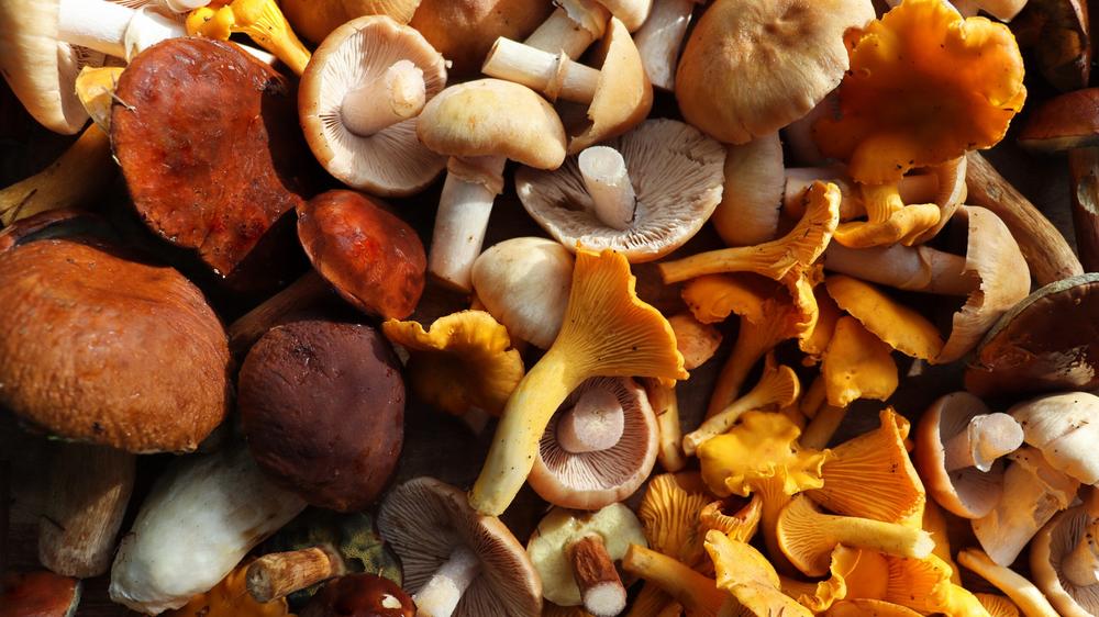 Mushroom foragers collect 160 species for food, medicine, art, and science