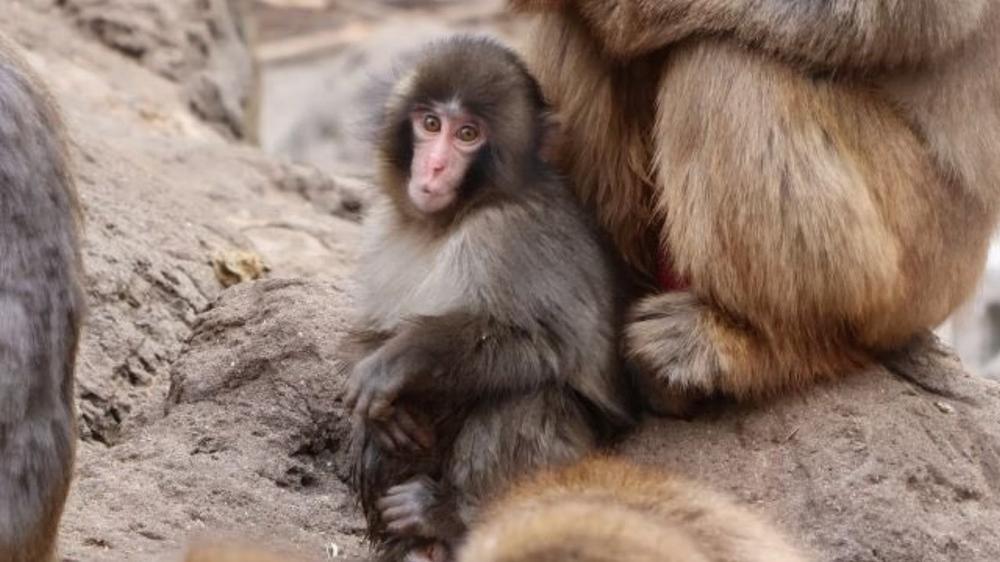 Oxford professor explains your brain’s reaction to seeing viral baby monkey Punch