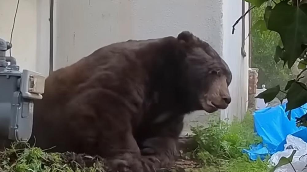 Bear evicted from under LA home may have just moved next door