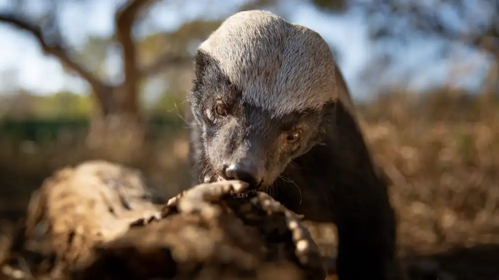 Delightfully irreverent Underdogs isn’t your parents’ nature docuseries