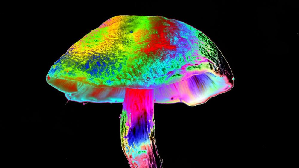 How different mushrooms learned the same psychedelic trick