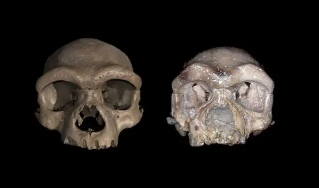 We’ve had a Denisovan skull since the 1930s—only nobody knew