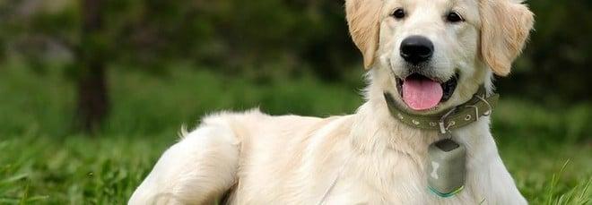 Voli aerei più pet friendly, da oggi i cani di taglia grande possono viaggiare in cabina: le regole