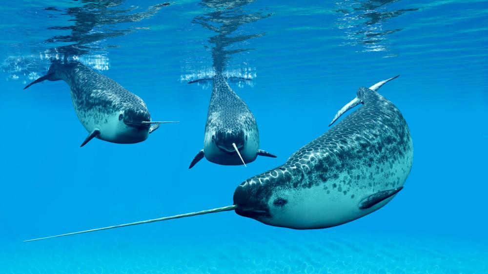 Narwhals become quieter as the Arctic Ocean grows louder