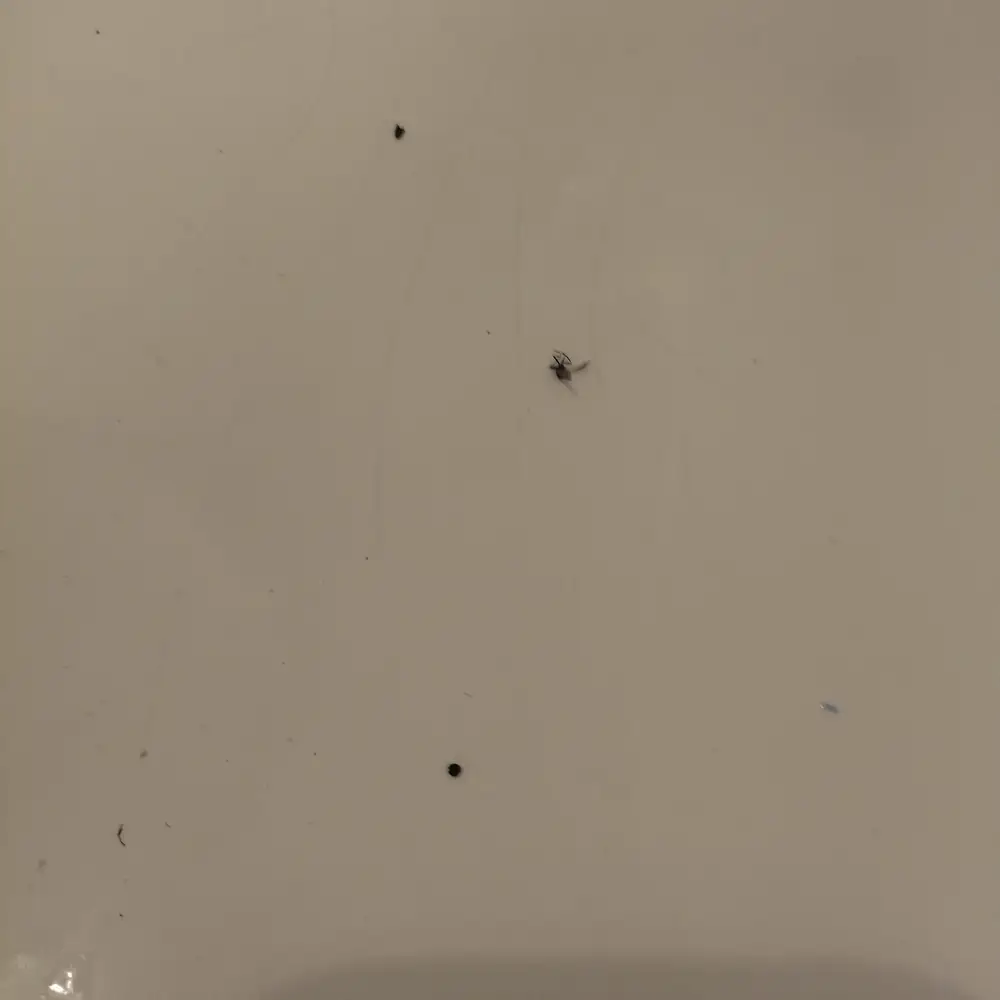 fritturanza di mosca o zanzara, non si può dire ma si può mangiare