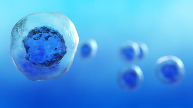 Embrioni umani da cellule della pelle: via libera dal Giappone