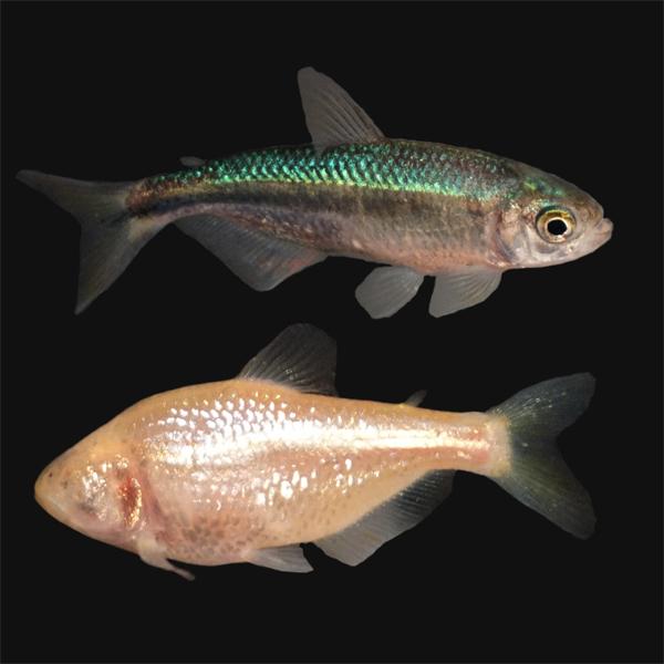 How the cavefish lost its eyes—again and again
