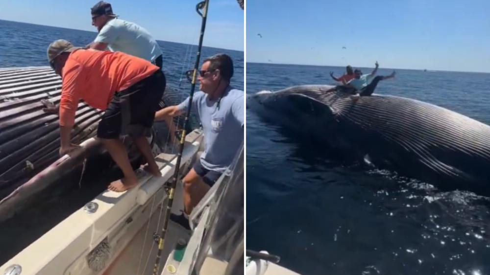 Drunk fishermen under fire for jumping on dead whale in viral video