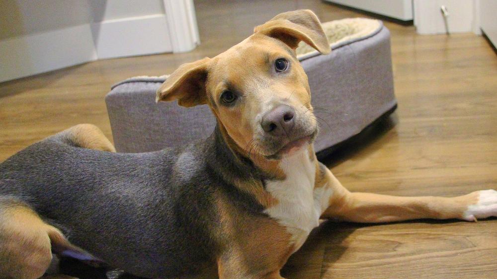 Dog Must Make Split-Second Decision Whether To Kill Or Show Tummy To Visitor