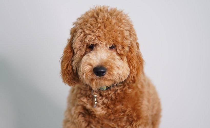 Dog Has More Human Name Than Owner