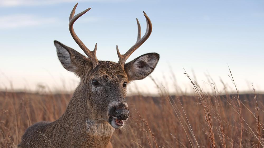 Sober October Ends As Deer Realizes Apple He Just Ate Fermented