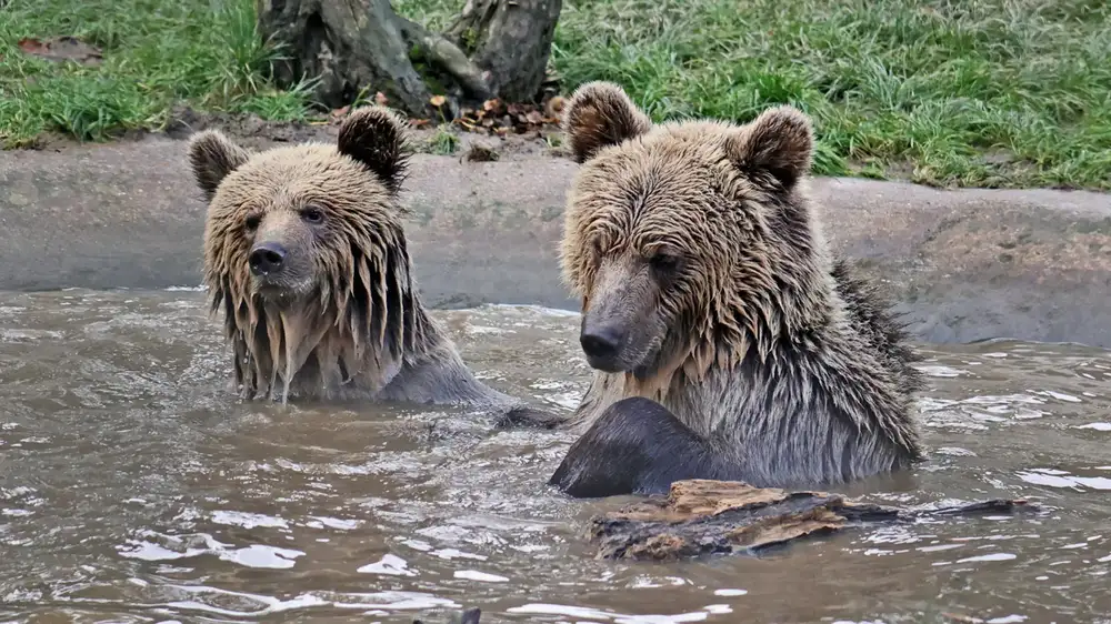 Zoo goes into lockdown as bears break out and eat “weeks worth” of honey