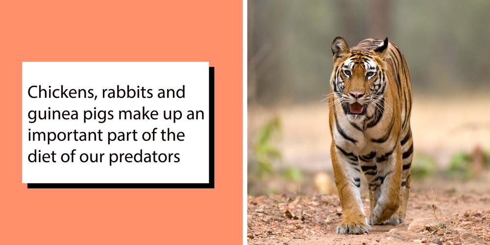 “No heart whatsoever”: Danish zoo slammed after asking people to donate their pets to feed tigers and lynxes