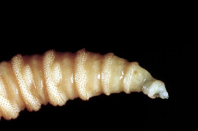 Texas prepares for war as invasion of flesh-eating flies appears imminent