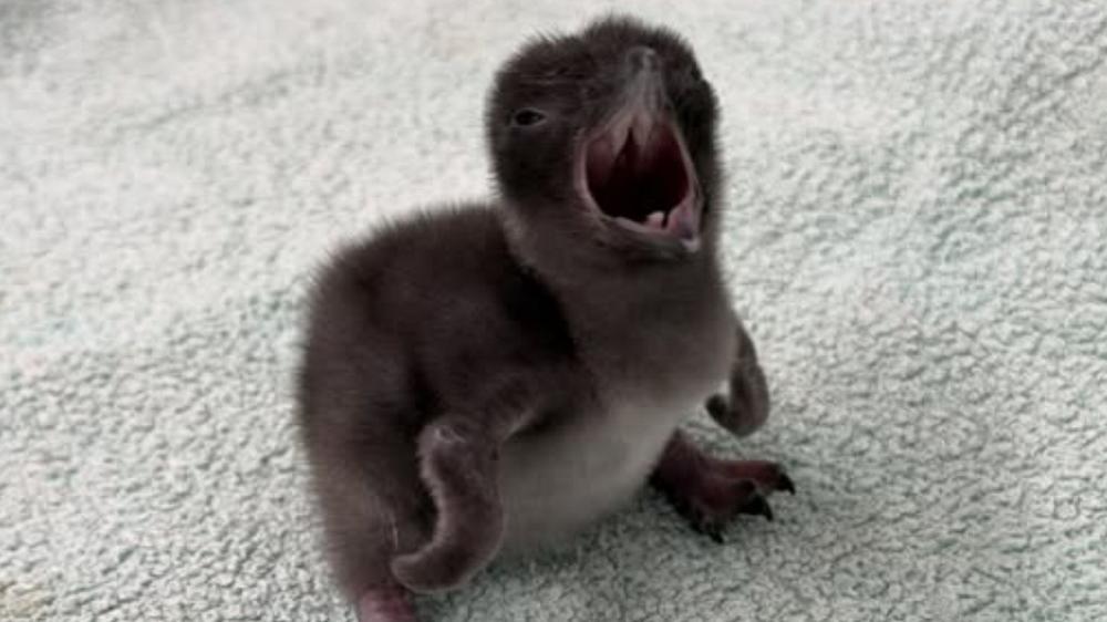 Rare baby penguin given plush toy to stop him being lonely
