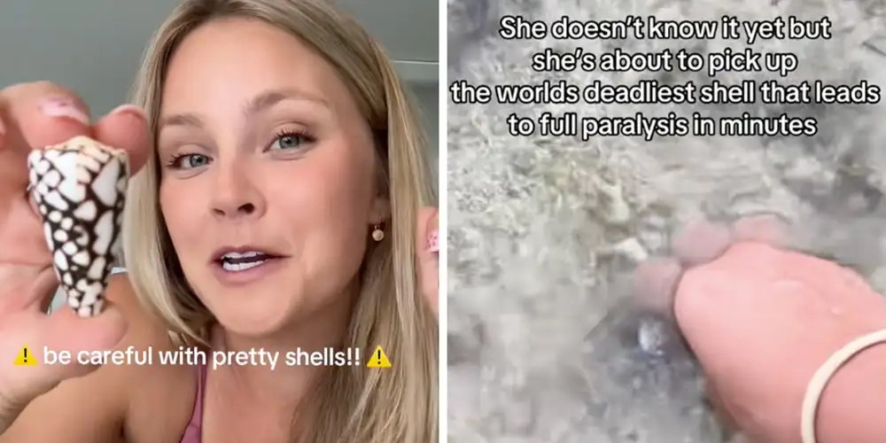 Woman picks up a pretty seashell. Then she learns it’s poisonous enough to kill 700 people