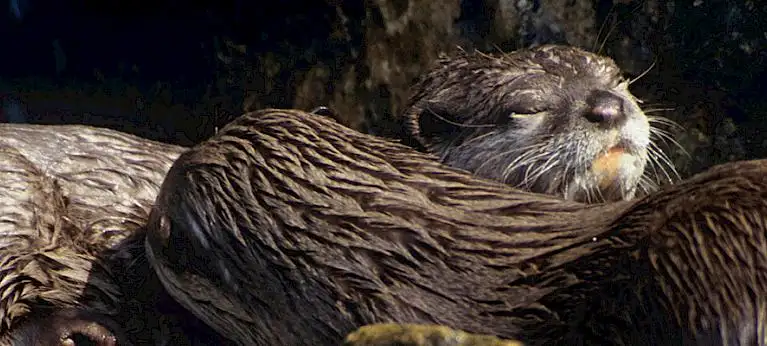 Le lontre e gli altri animali esotici in Giappone