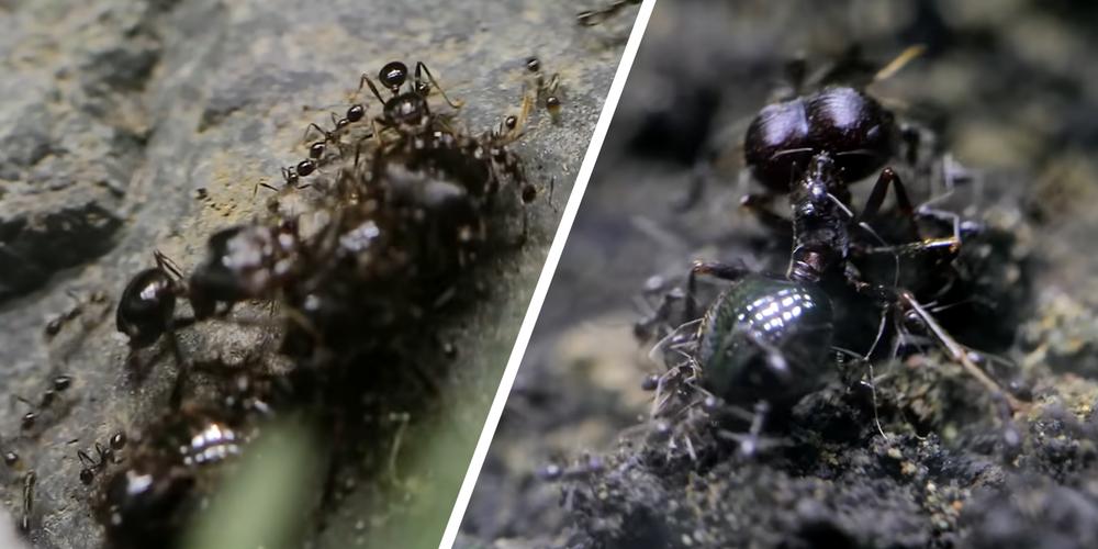 “Oh no! How could this happen?”: YouTuber’s “Ant War” footage sparks questions about manufactured drama on the platform
