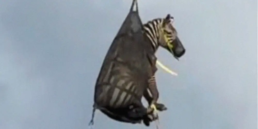 Ed the zebra escapes, gets airlifted like a Disney character, and becomes a meme