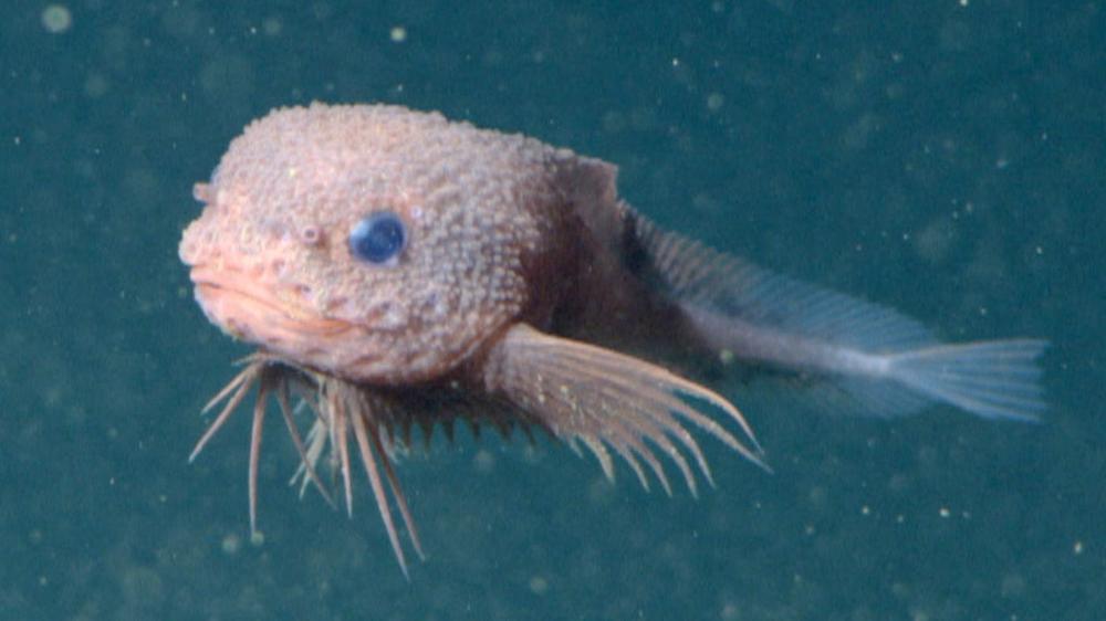 Scientists discover adorable new ‘Bumpy Snailfish’ 13,000 feet under water